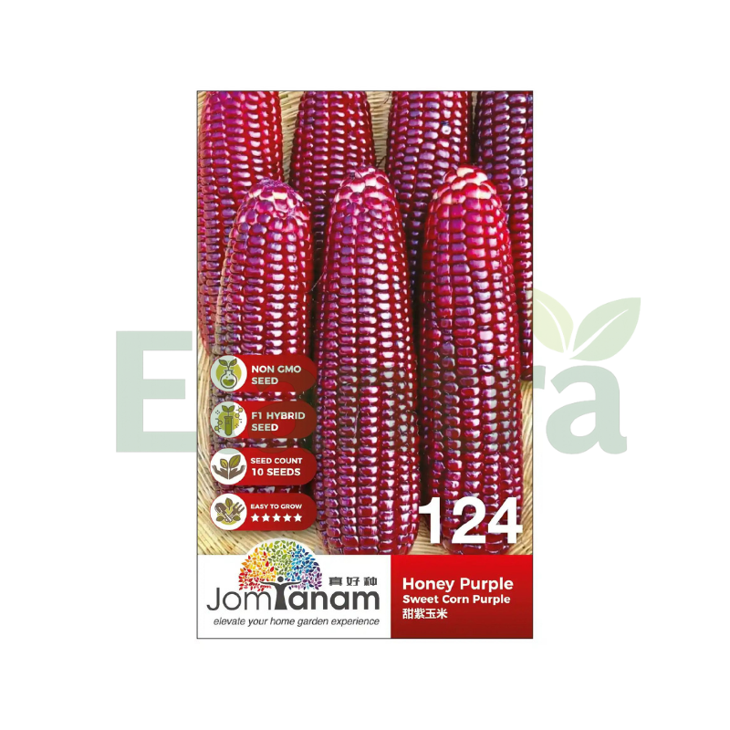 124 SWEET CORN PURPLE